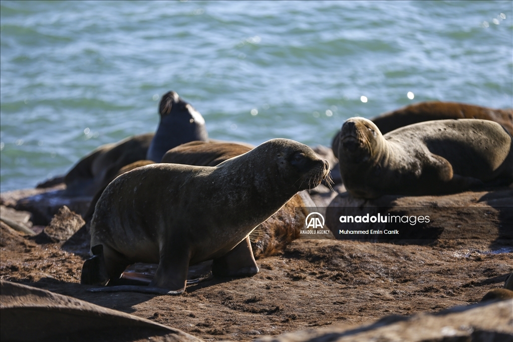 Seals in Argentina's Mar Del Plata