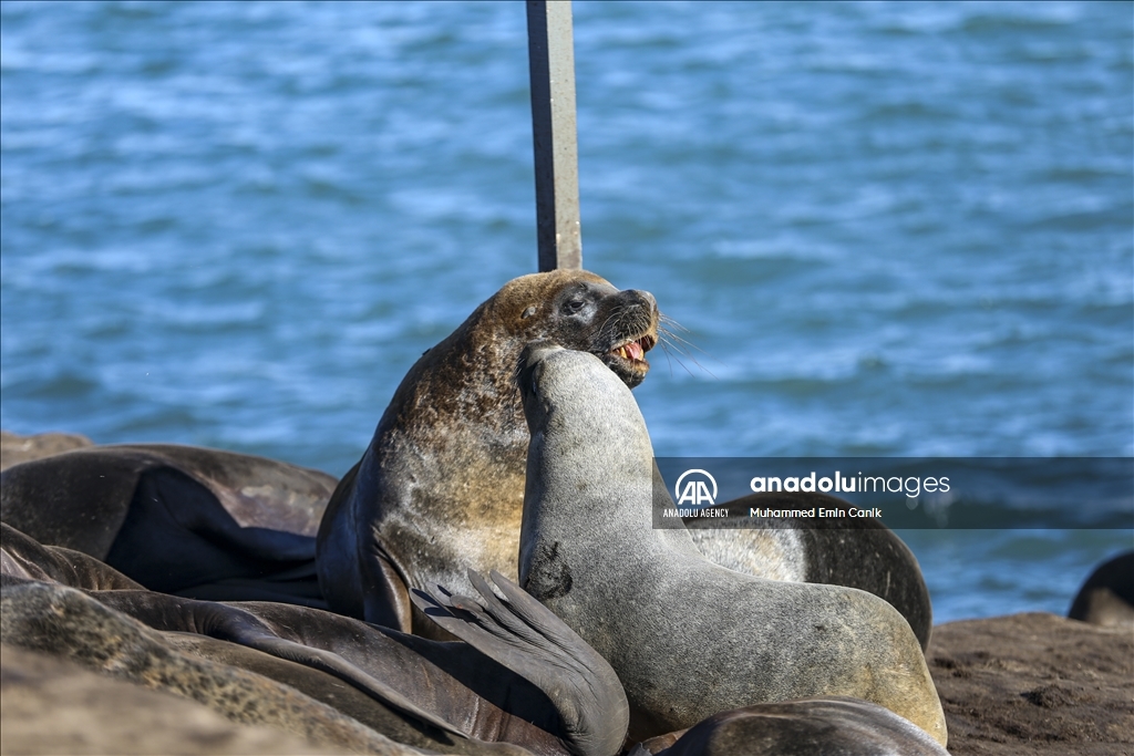Seals in Argentina's Mar Del Plata