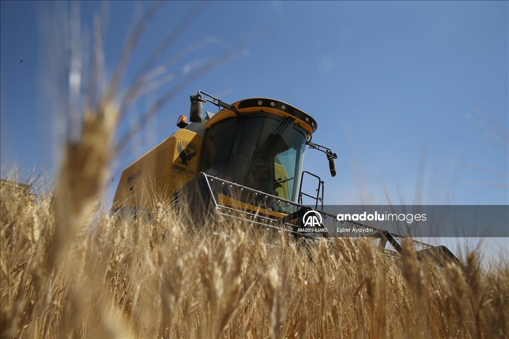 Ceylanpınar Tarım İşletmesi'nde buğdayda 200 bin ton rekolte bekleniyor