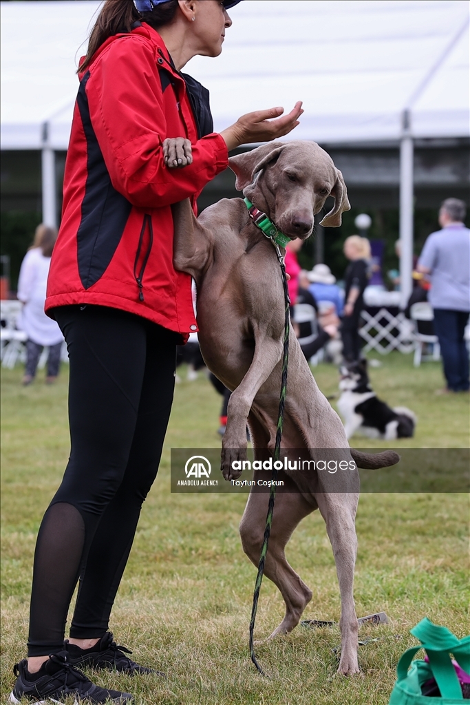 2022 Westminster Kennel Club Dog Show
