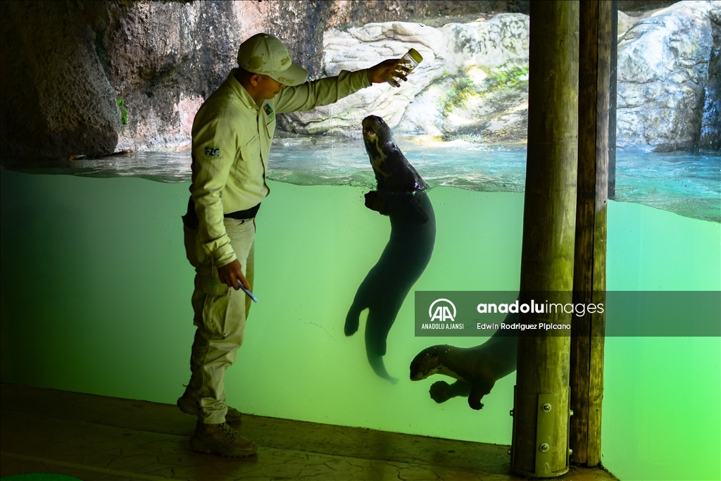 Kolombiya'daki Cali Hayvanat Bahçesi