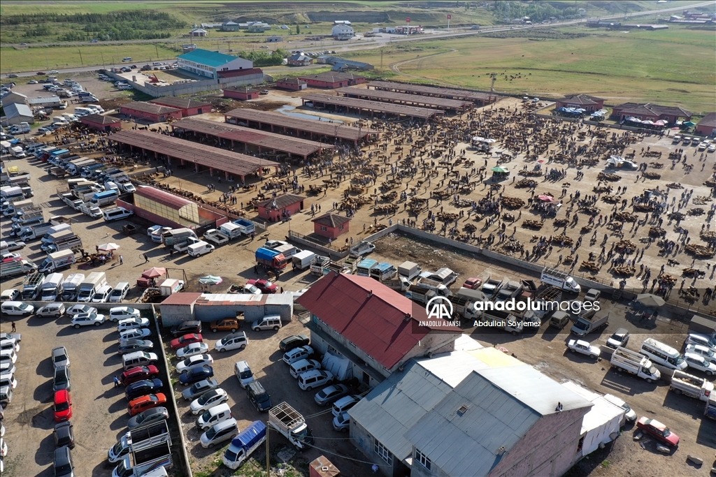 Ağrı'da aylardır özenle bakılan kurbanlıklar pazara indi