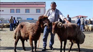 Ağrı'da aylardır özenle bakılan kurbanlıklar pazara indi