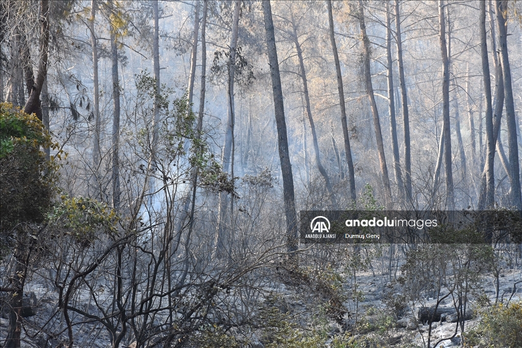 Marmaris'teki orman yangınına havadan ve karadan müdahale ediliyor