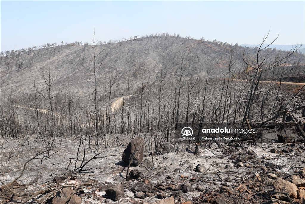 Marmaris'teki orman yangınına havadan ve karadan müdahale ediliyor