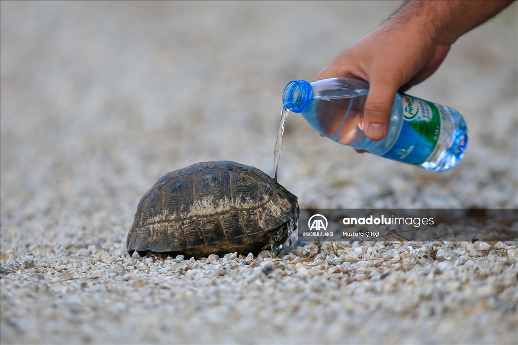Marmaris'teki orman yangınına havadan ve karadan müdahale ediliyor