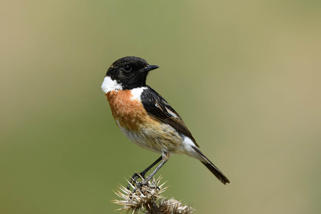 Се зголемува популацијата на птици во подрачјето на езеро Ван