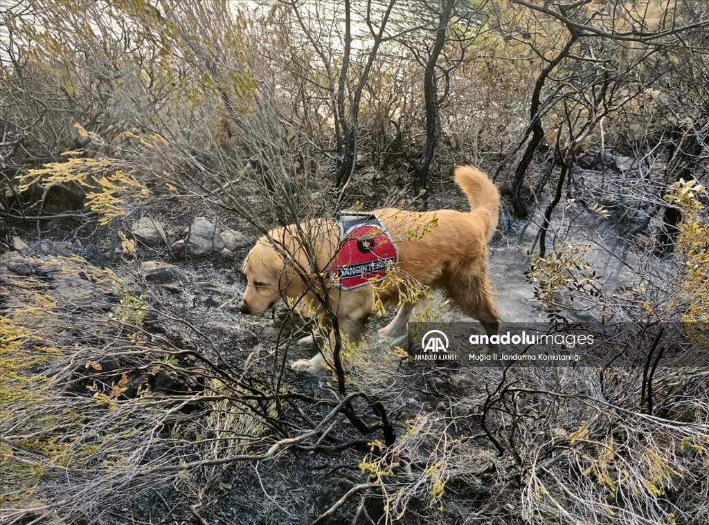 Marmaris'teki yangının başladığı alanı hassas burnuyla "Kadro" tespit etti