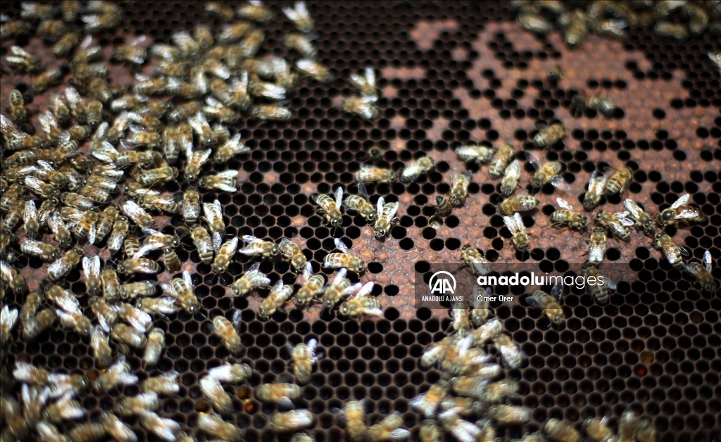 "Yığılca arısı" Türkiye'nin tescillenen 5. arı ırkı oldu
