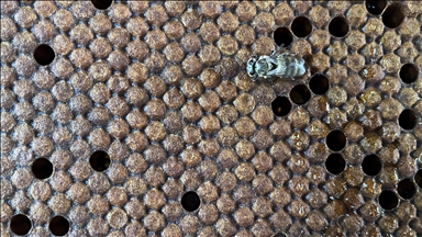 "Yığılca arısı" Türkiye'nin tescillenen 5. arı ırkı oldu