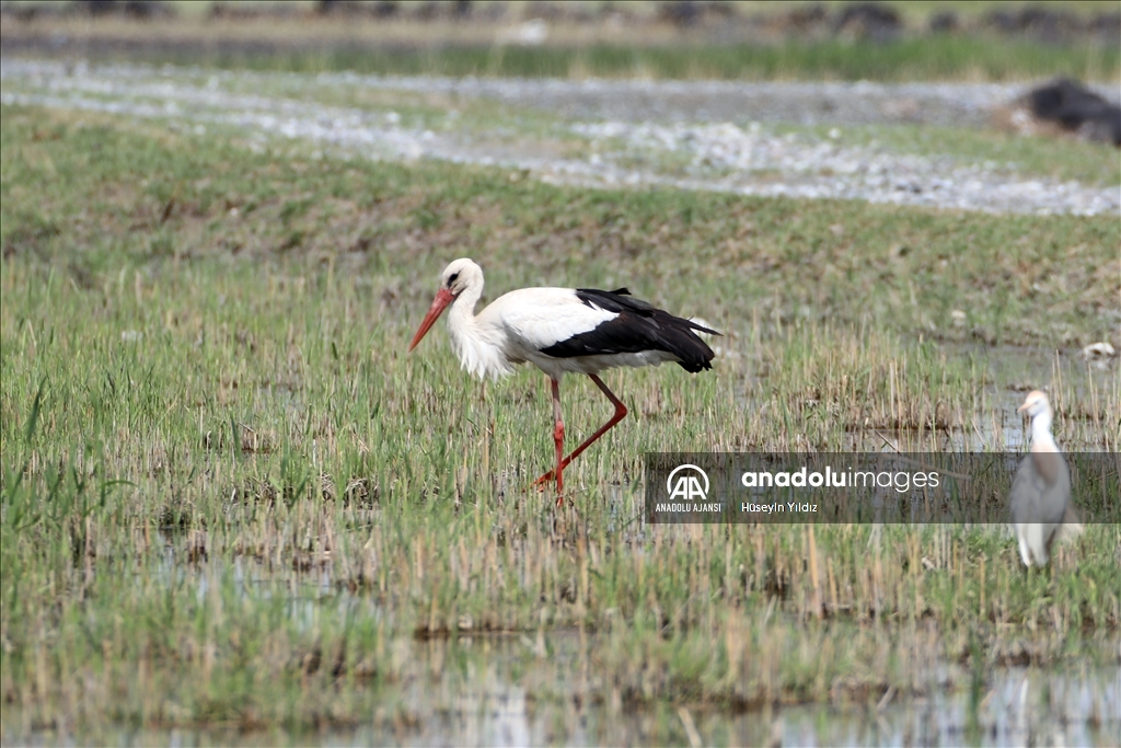 Su kuşları yazın sulak alanların kurumasıyla Ağrı Dağı Milli Parkı'na sığınıyor