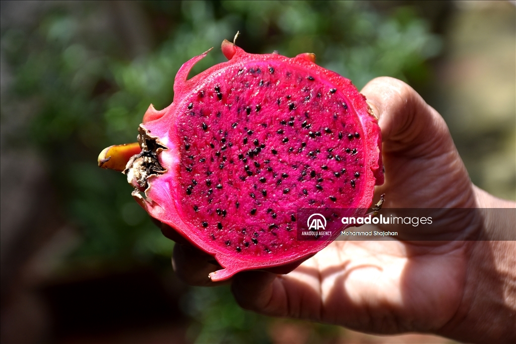 عدسة الأناضول ترصد حصاد فاكهة التنين في بنغلاديش