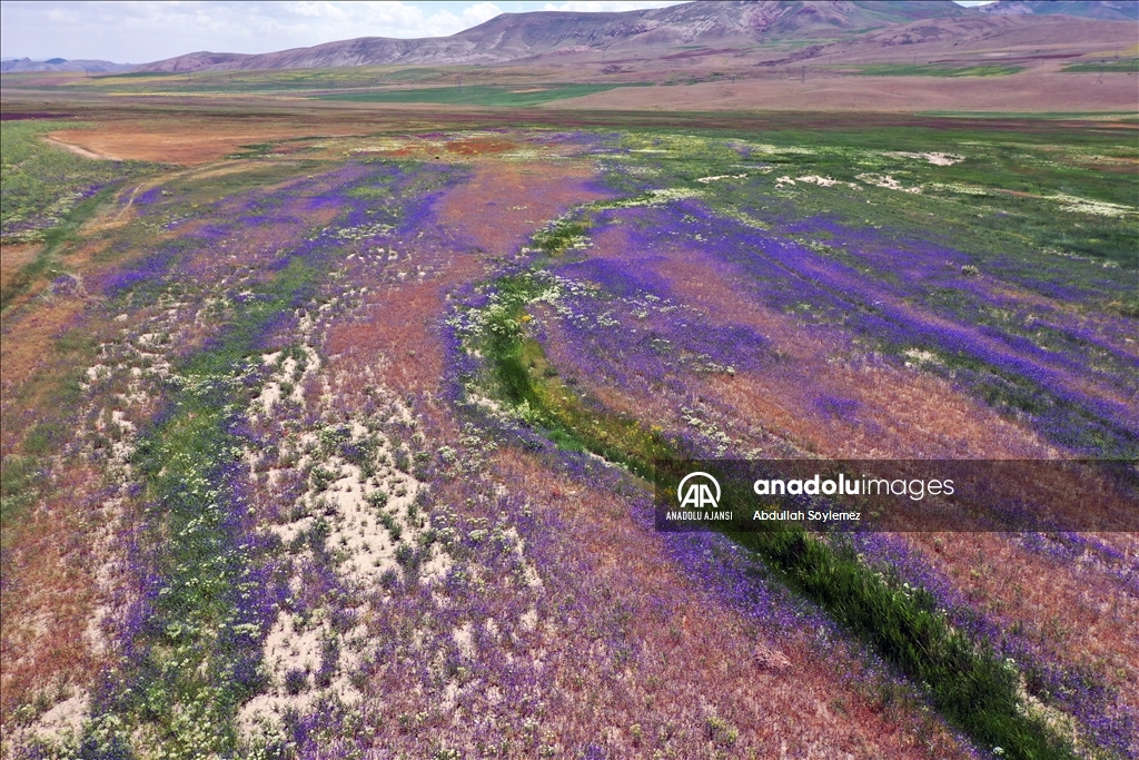 Ağrı'da rengarenk çiçeklerle kaplanan tarlalar ve dağlar dronla görüntülendi