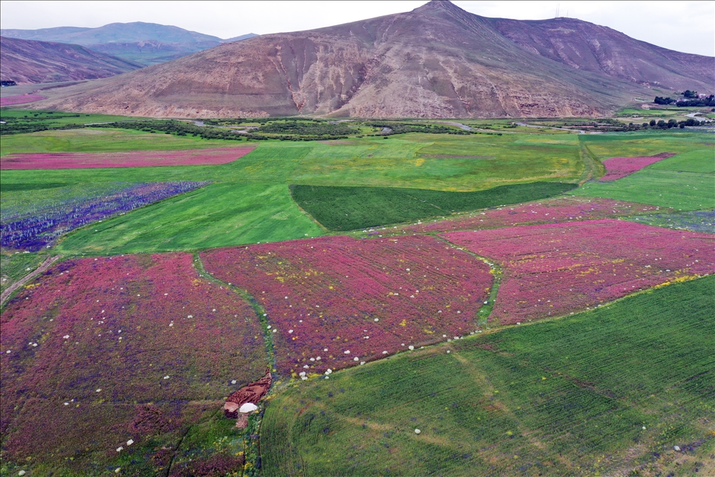 Ağrı'da rengarenk çiçeklerle kaplanan tarlalar ve dağlar dronla görüntülendi