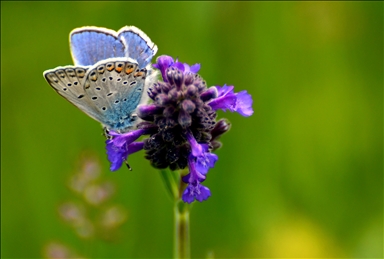 Sarıkamış'ta fotoğrafçılar rengarenk çiçekler ve kelebekleri görüntüledi