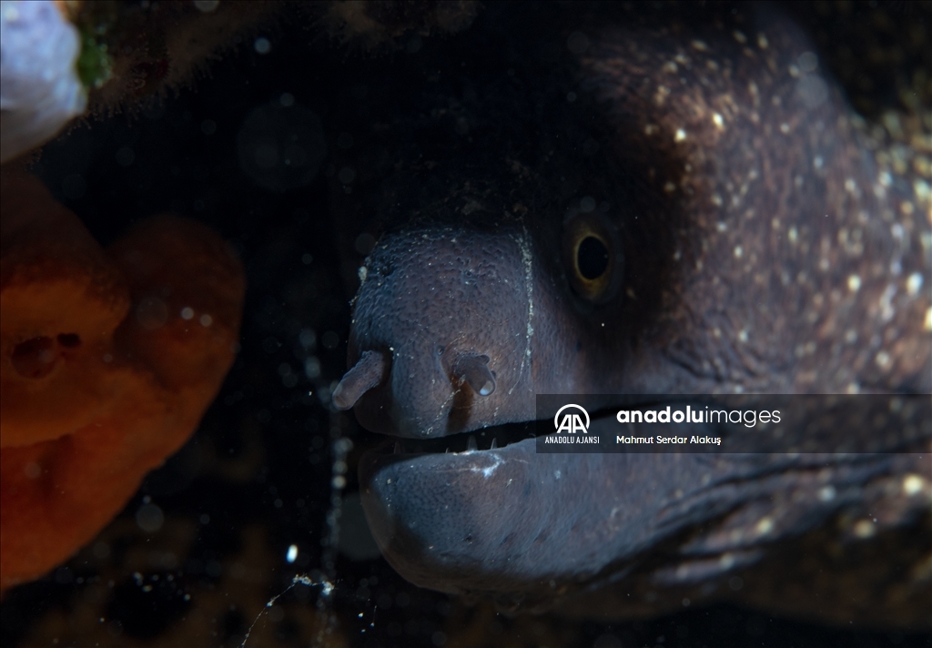 Aslan balığı, Ege'de fotoğraf tutkunu dalgıçların kadrajına giriyor