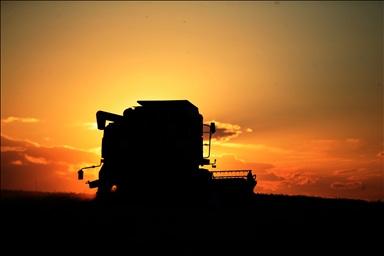 Trakya çiftçisinin hasat mesaisi gece gündüz devam ediyor