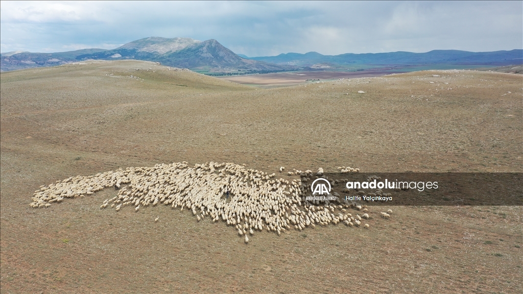 Kangal Akkaraman ırkı koyunların yetiştirildiği TİGEM'in arazisine 8 gölet yapıldı