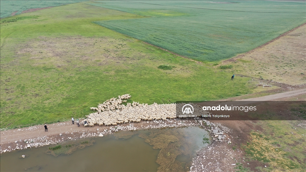 Kangal Akkaraman ırkı koyunların yetiştirildiği TİGEM'in arazisine 8 gölet yapıldı