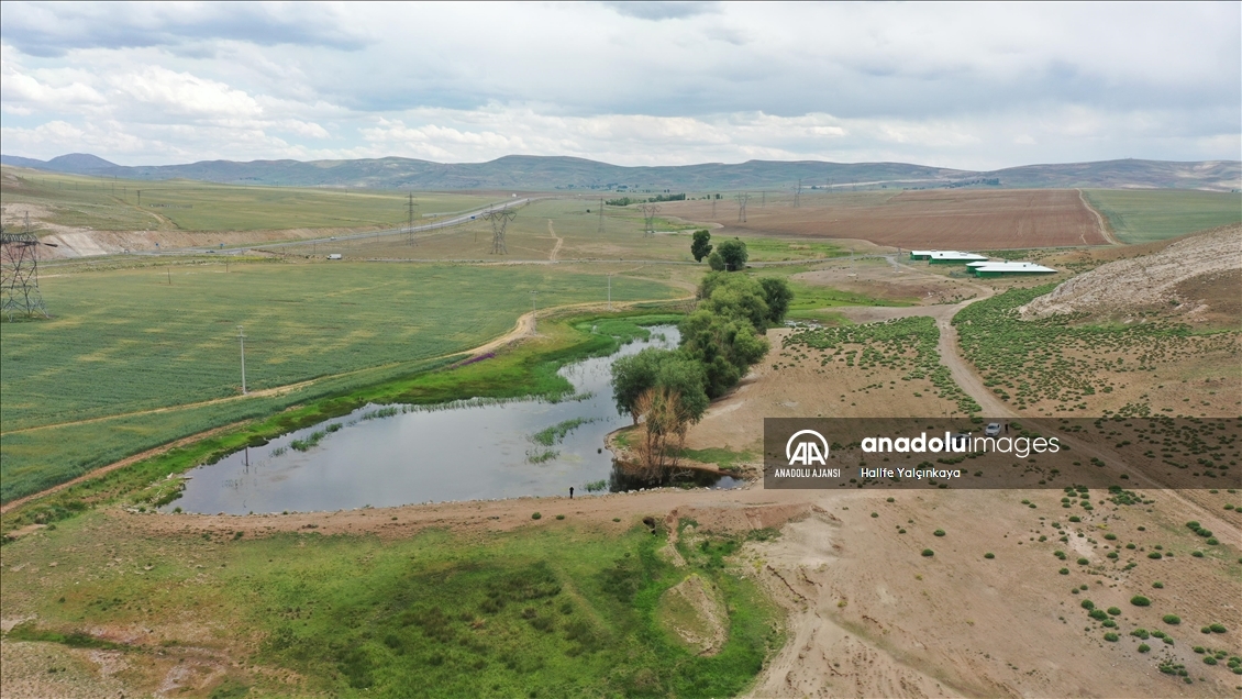 Kangal Akkaraman ırkı koyunların yetiştirildiği TİGEM'in arazisine 8 gölet yapıldı