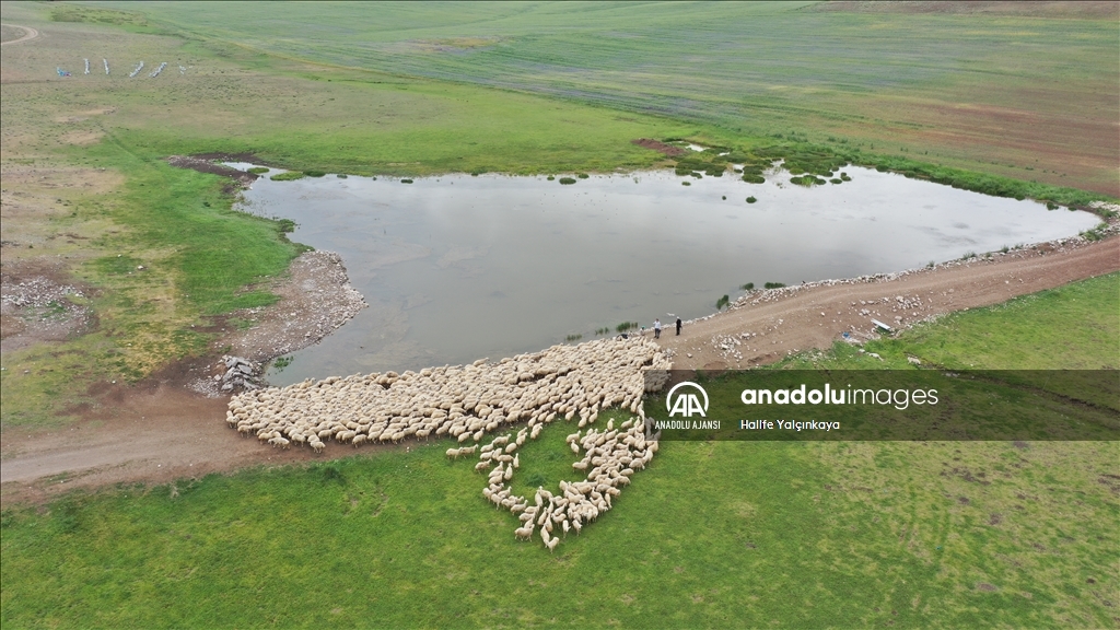 Kangal Akkaraman ırkı koyunların yetiştirildiği TİGEM'in arazisine 8 gölet yapıldı