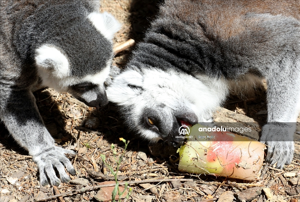 أطعمة مثلجة لنزلاء حديقة حيوانات في زغرب