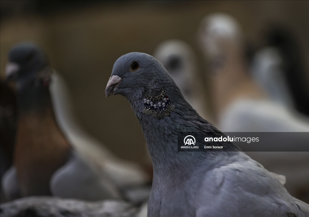 Mülteci kampının güvercinleri özgürlüğe kanat çırpıyor