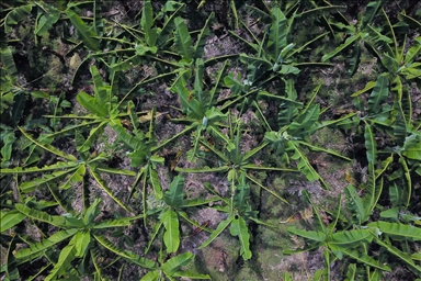 Así son las plantaciones de plátano en el noroeste de Colombia