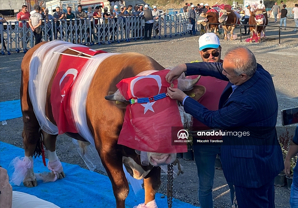 اختيار "ملك جمال" الأضاحي الكبيرة في إسطنبول