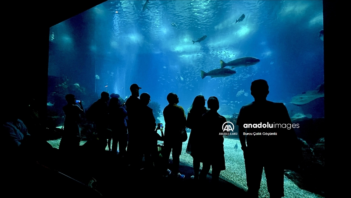 Lizbon'daki "Okyanus Akvaryumu" yılda 1 milyonun üzerinde ziyaretçiyi ağırlıyor