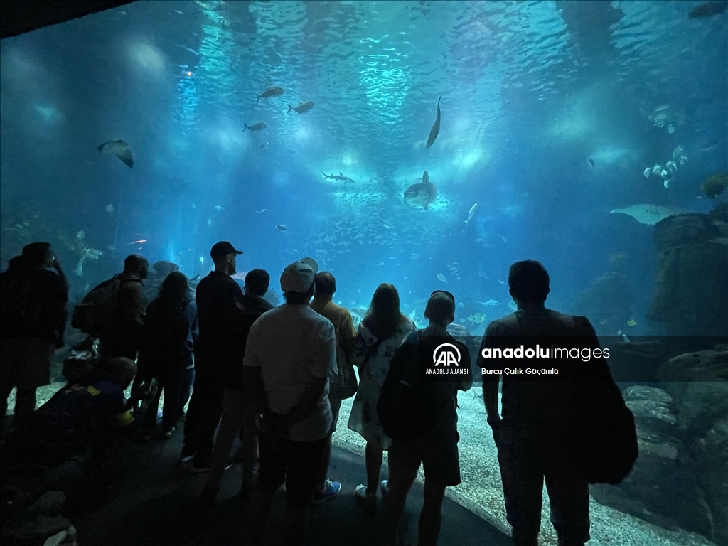 Lizbon'daki "Okyanus Akvaryumu" yılda 1 milyonun üzerinde ziyaretçiyi ağırlıyor