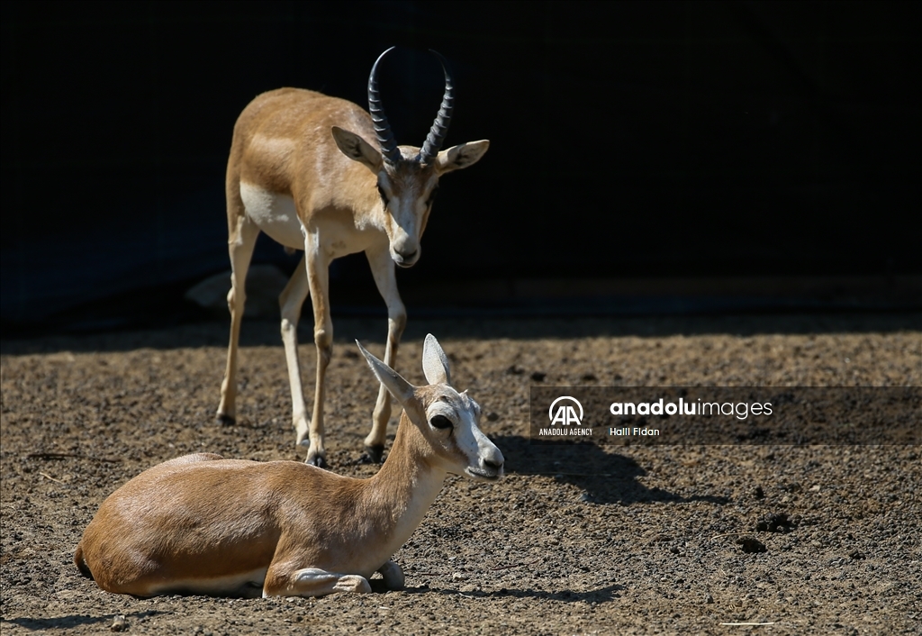 پارک حیات طبیعی ازمیر زیستگاه حیوانات وحشی