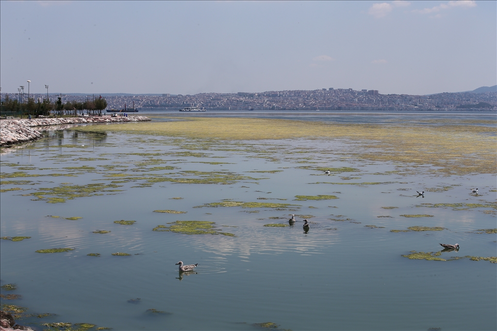 İzmir'de Bostanlı sahilinde yosun tabakası oluştu