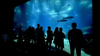 Lizbon'daki "Okyanus Akvaryumu" yılda 1 milyonun üzerinde ziyaretçiyi ağırlıyor 