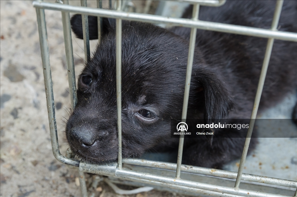 Lviv savaş bölgelerinden kurtarılan hayvanların barınağı oldu