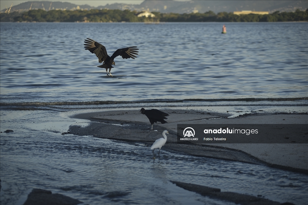 Guanabara Körfezi'ne dökülen çöpler, canlı yaşamını tehdit ediyor