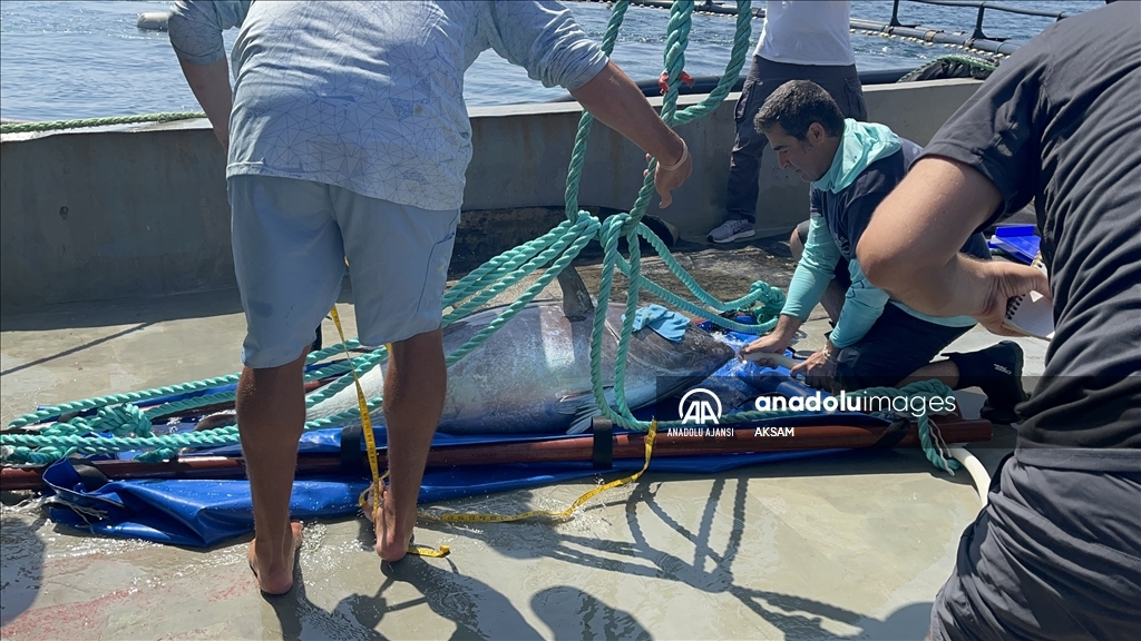 Mavi yüzgeçli orkinoslar çiple uydudan takip ediliyor