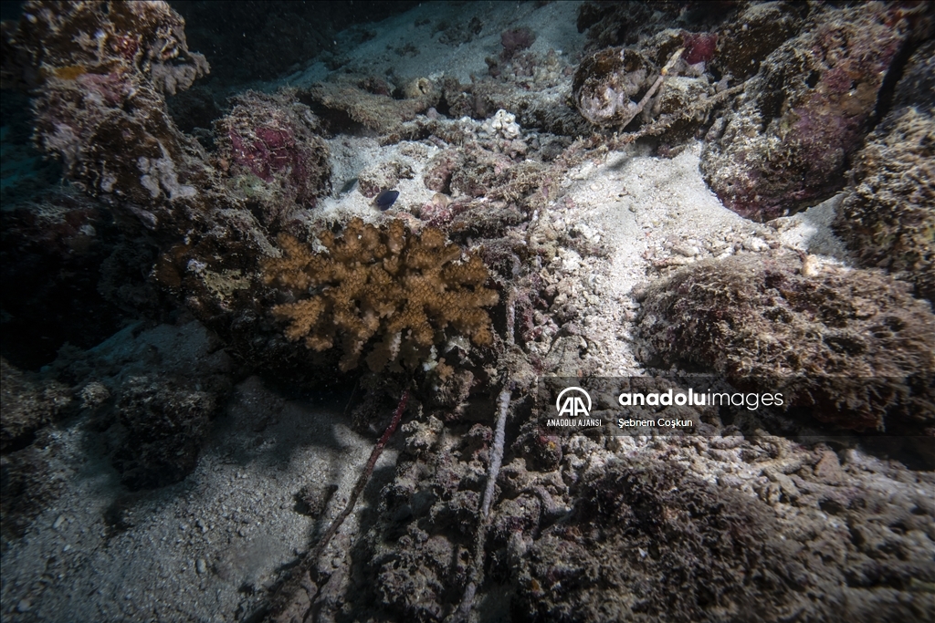 Mercan resiflerinin geleceği iklim değişikliğine ve atıklara bağlı