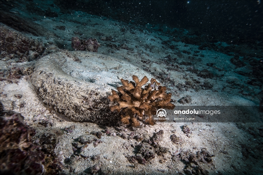 Mercan resiflerinin geleceği iklim değişikliğine ve atıklara bağlı