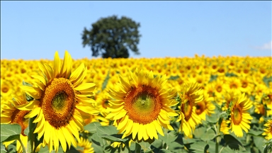 Tekirdağ'ın 'sarı gelini' ayçiçeği tarlaları fotoğraf tutkunlarını bekliyor
