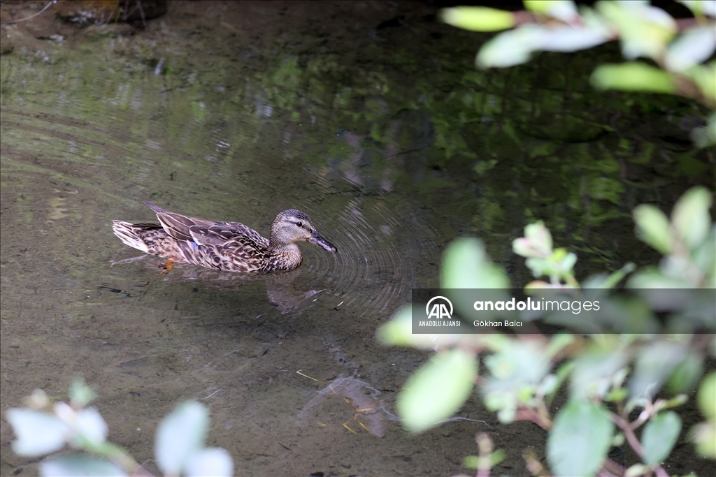 Avusturya'da günlük yaşam