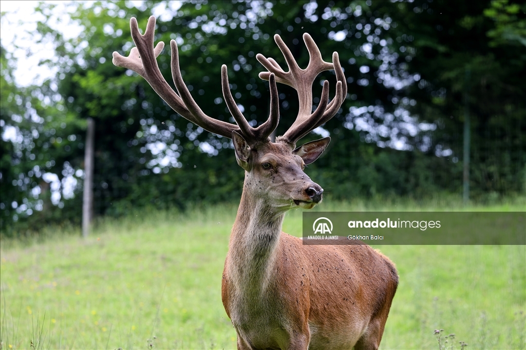 Avusturya'da günlük yaşam