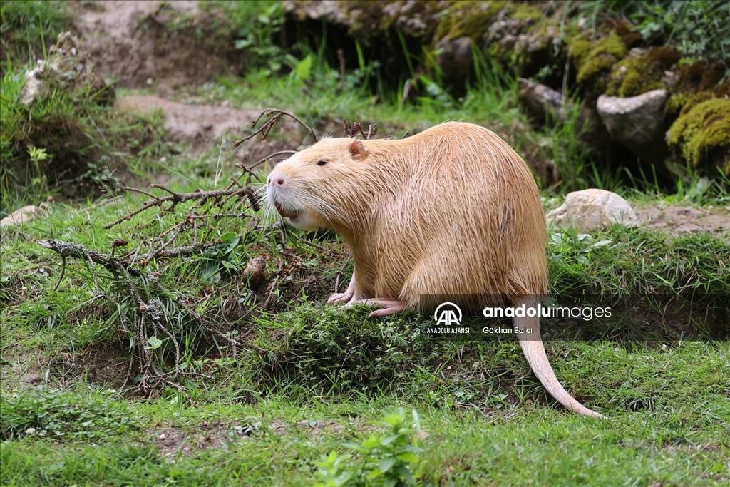 Avusturya'da günlük yaşam