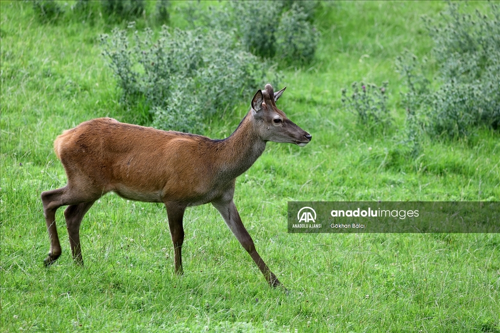 Avusturya'da günlük yaşam
