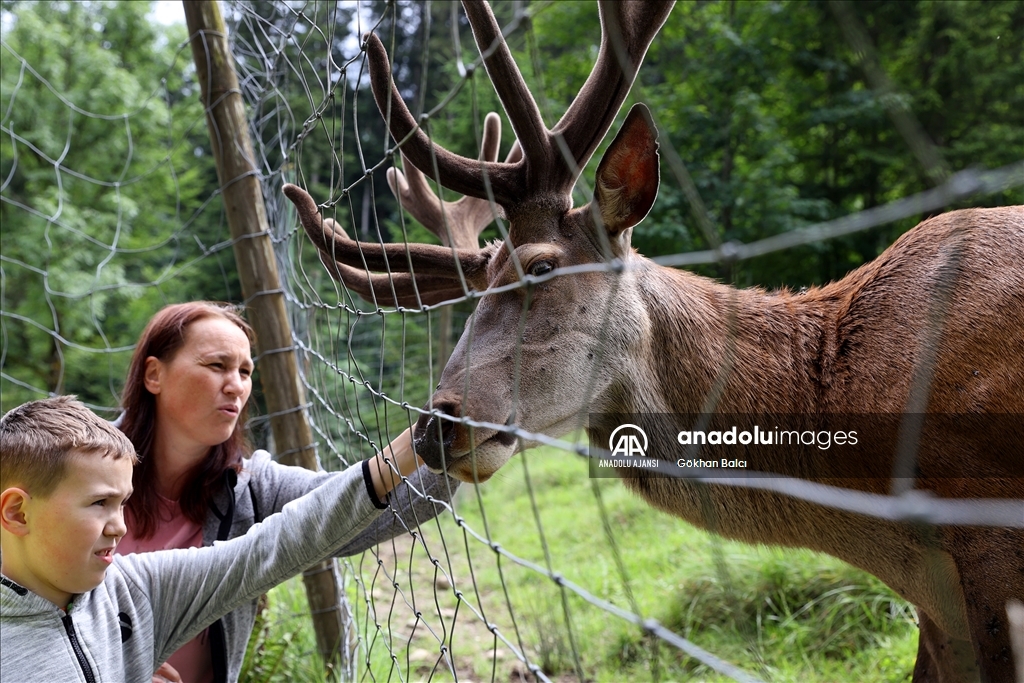Avusturya'da günlük yaşam