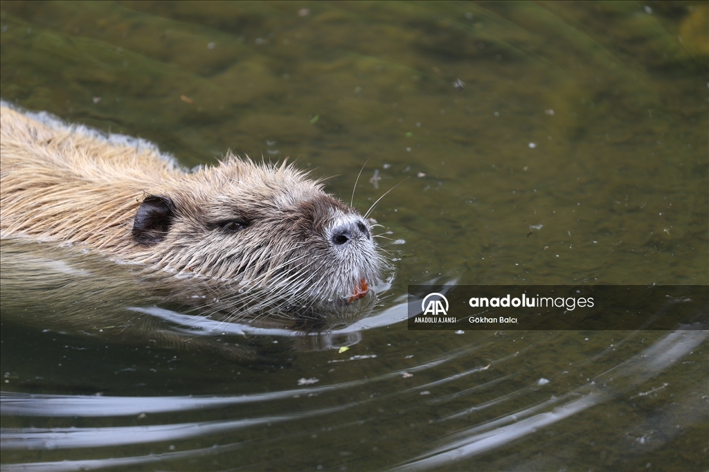 Avusturya'da günlük yaşam