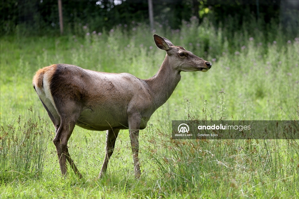 Avusturya'da günlük yaşam
