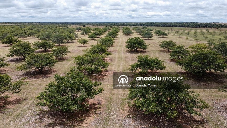 El fruto del marañón en el departamento del Vichada, Colombia, una promesa agroindustrial