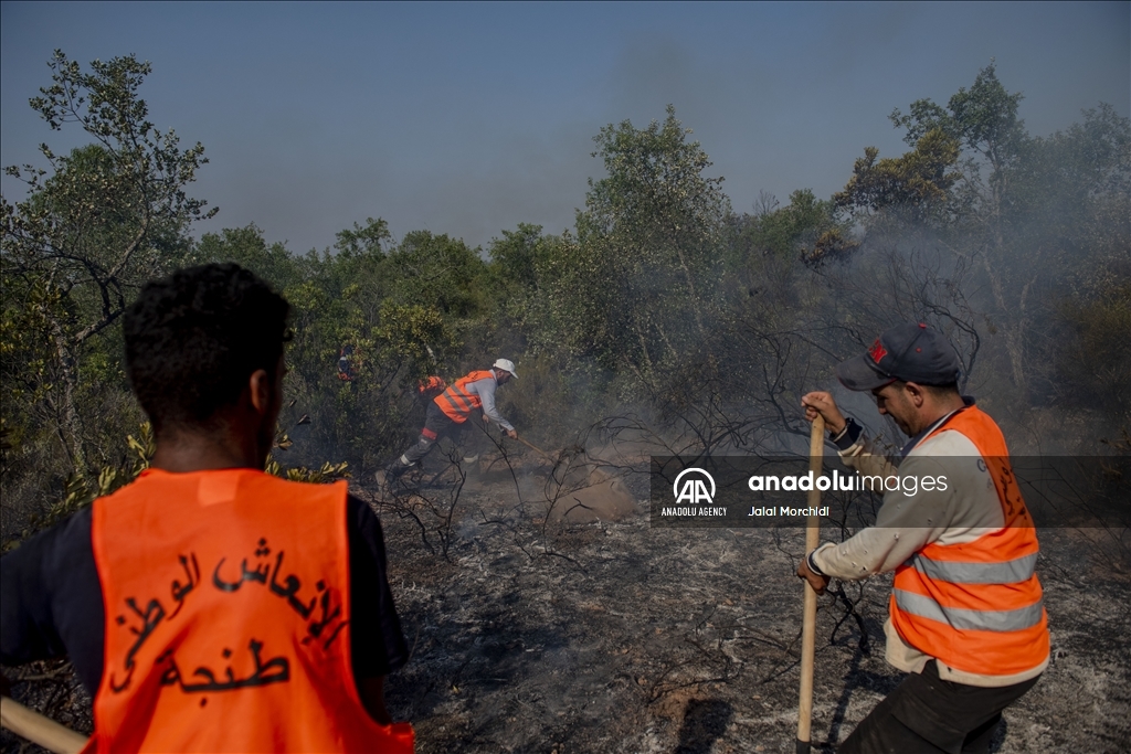 Cuaca panas sulitkan pemadaman kebakaran hutan di Maroko