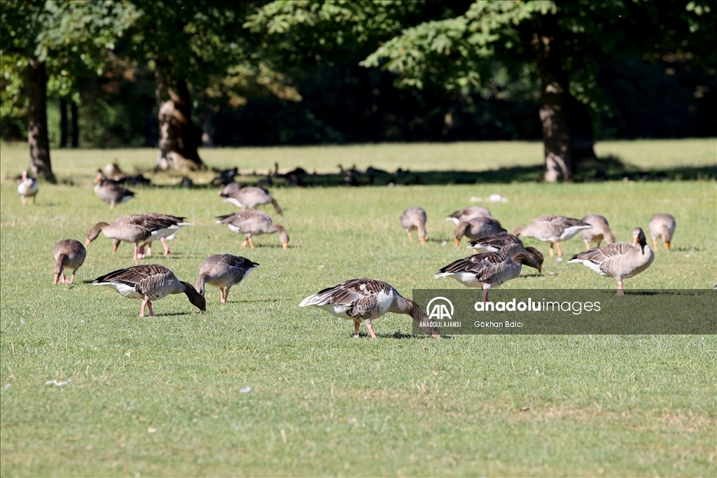 Münih'teki İngiliz Bahçesi